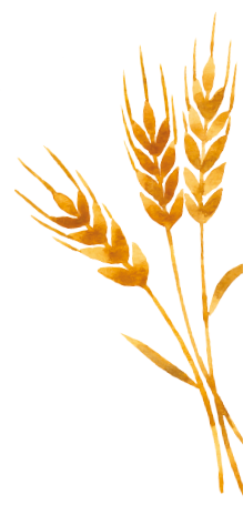 麦のイメージ